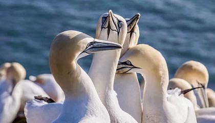 开云体育平台APP-塞尔维亚男篮爆冷加拿大男篮，贝弗利完成帽子戏法