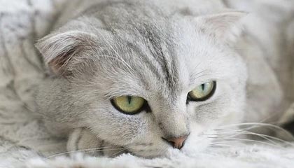 开云体育入口-韩国羽毛球队逆转印尼劲旅，林丹一人扛起全队再创辉煌