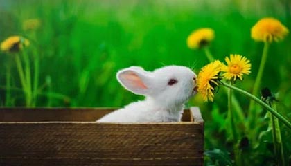 开云体育app-意大利网球队完胜美国网球队，克耶高斯打破历史纪录